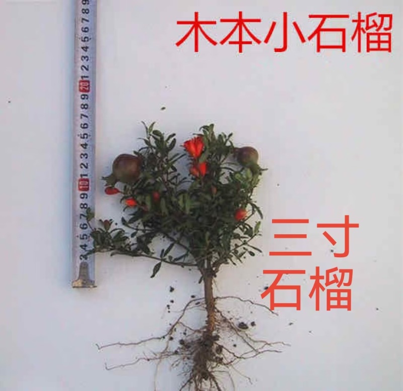 微型三寸小石榴盆景四季开花有要的联系