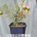 微型三寸小石榴盆景四季开花有要的联系