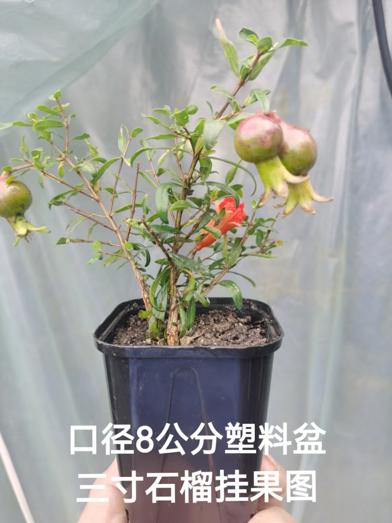 微型三寸小石榴盆景四季开花有要的联系