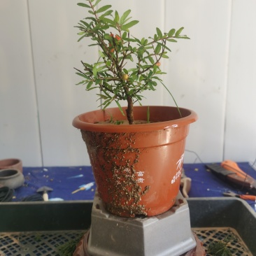 微型三寸小石榴盆景四季开花有要的联系