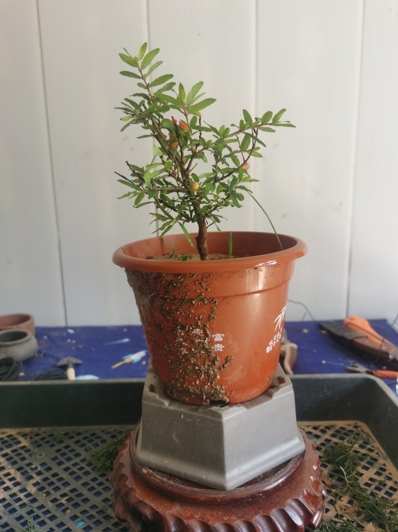 微型三寸小石榴盆景四季开花有要的联系