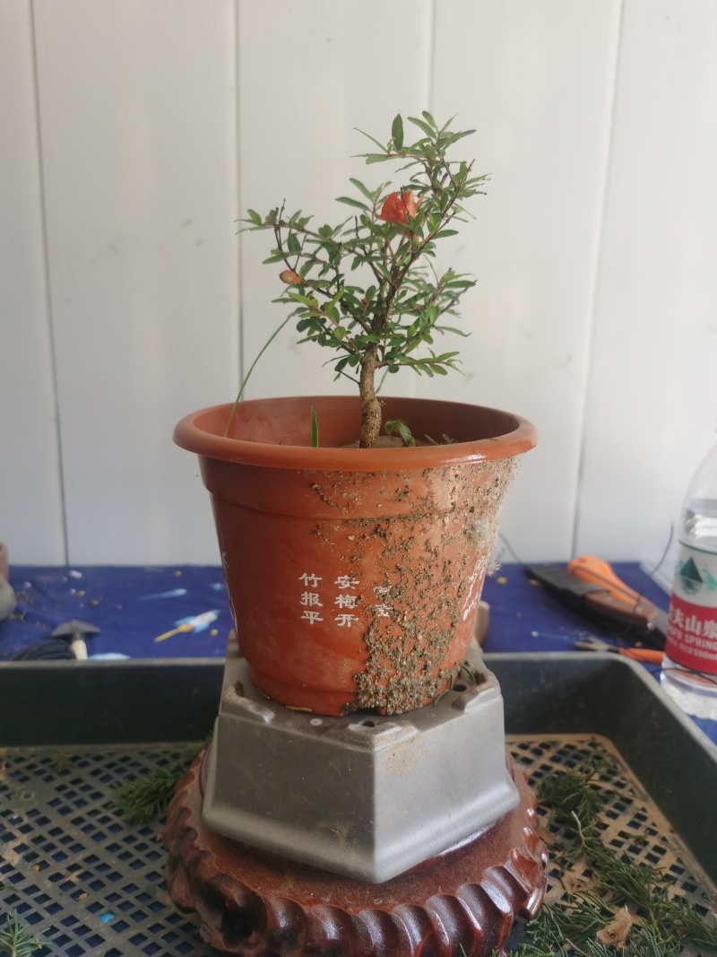 微型三寸小石榴盆景四季开花有要的联系