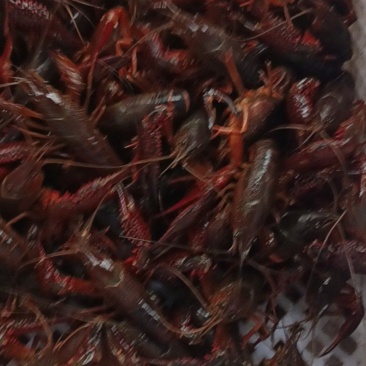 小龙虾基地直销