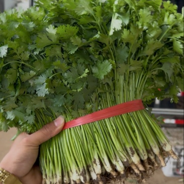 精品铁杆青香菜大量上市，欢迎各位老板选购