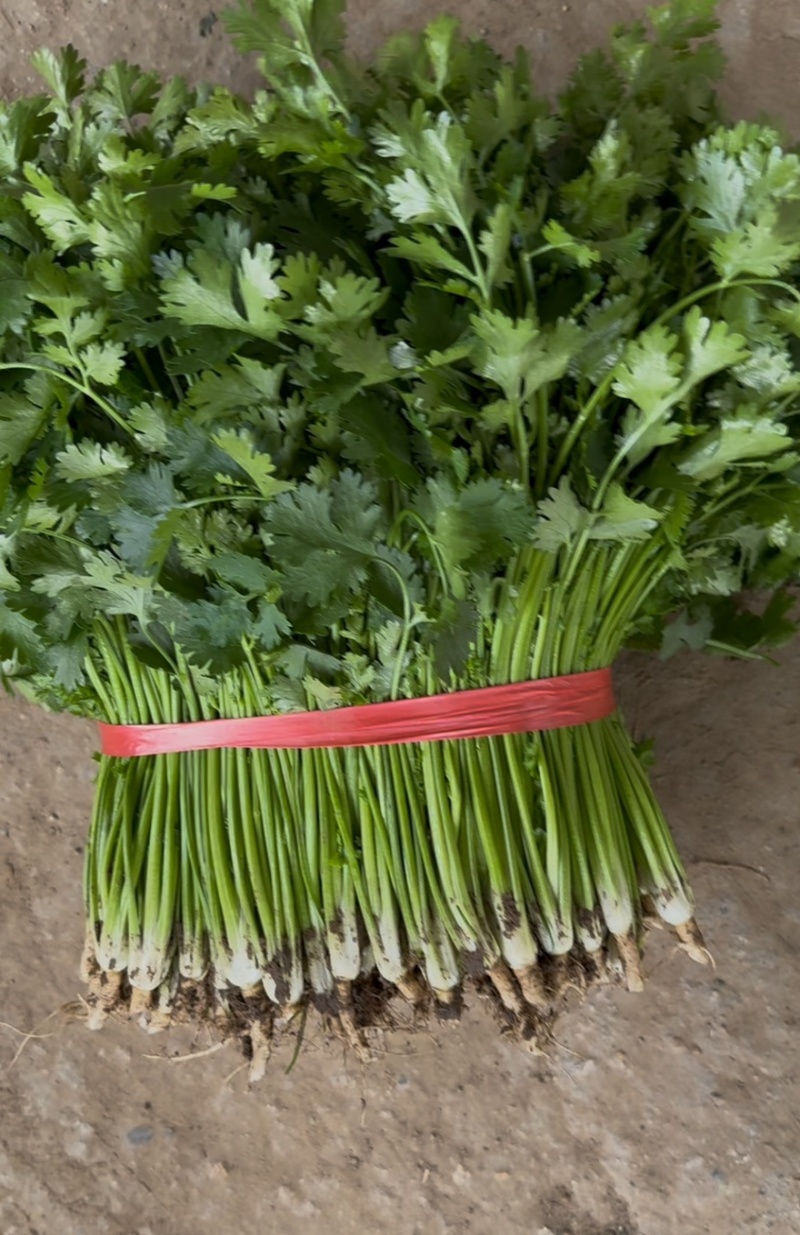 精品铁杆青香菜大量上市，欢迎各位老板选购