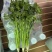 精品铁杆青香菜大量上市，欢迎各位老板选购