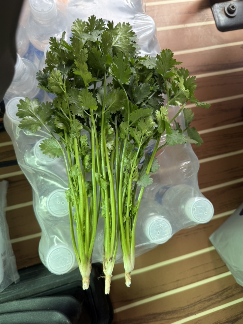 精品铁杆青香菜大量上市，欢迎各位老板选购