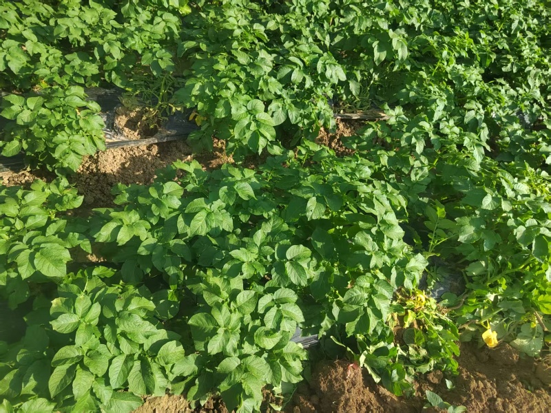 【黄心土豆】贵州土豆产地一手货源，现挖现发，可视频看货