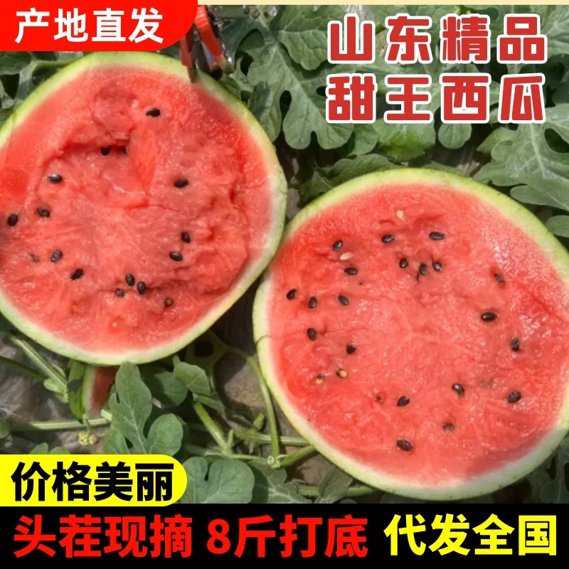 山东精品甜王西瓜大量上市包熟包甜8斤打底头茬发全国市场