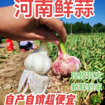 开封紫皮大蒜，鲜蒜，扒米蒜，脱水蒜，蒜头，大蒜头