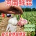 开封紫皮大蒜，鲜蒜，扒米蒜，脱水蒜，蒜头，大蒜头