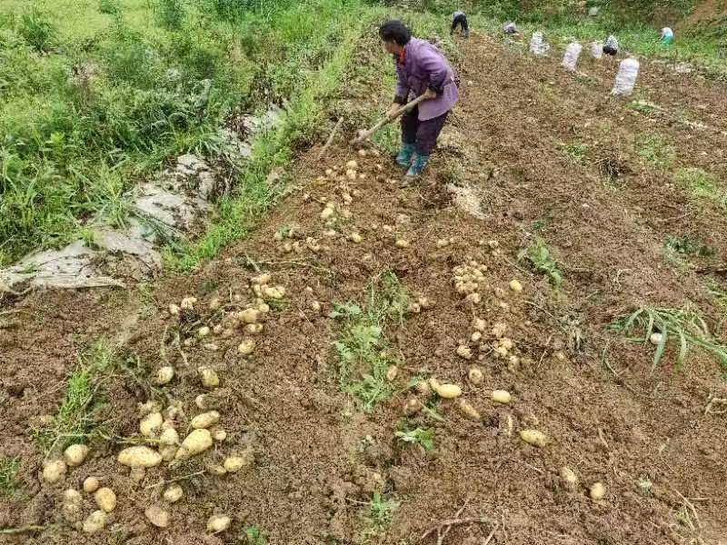 贵州黄心土豆产地一手货源，规格齐全，对接电商市场批发商