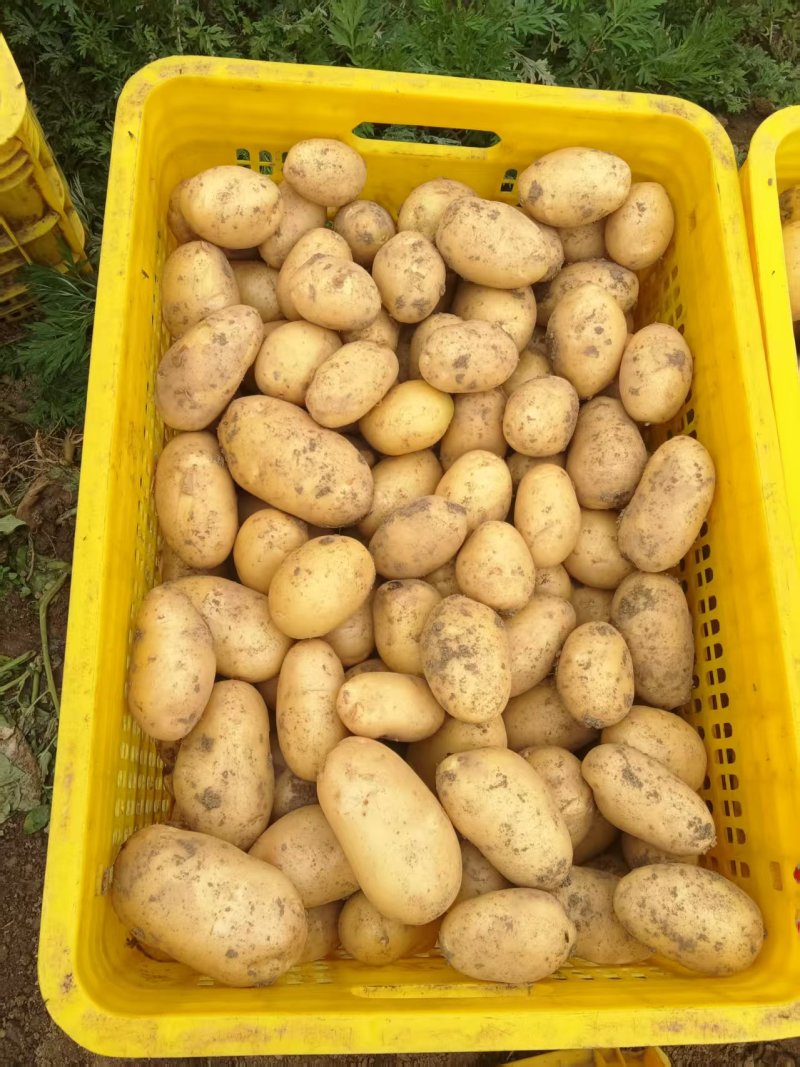 贵州黄心土豆产地一手货源，规格齐全，对接电商市场批发商
