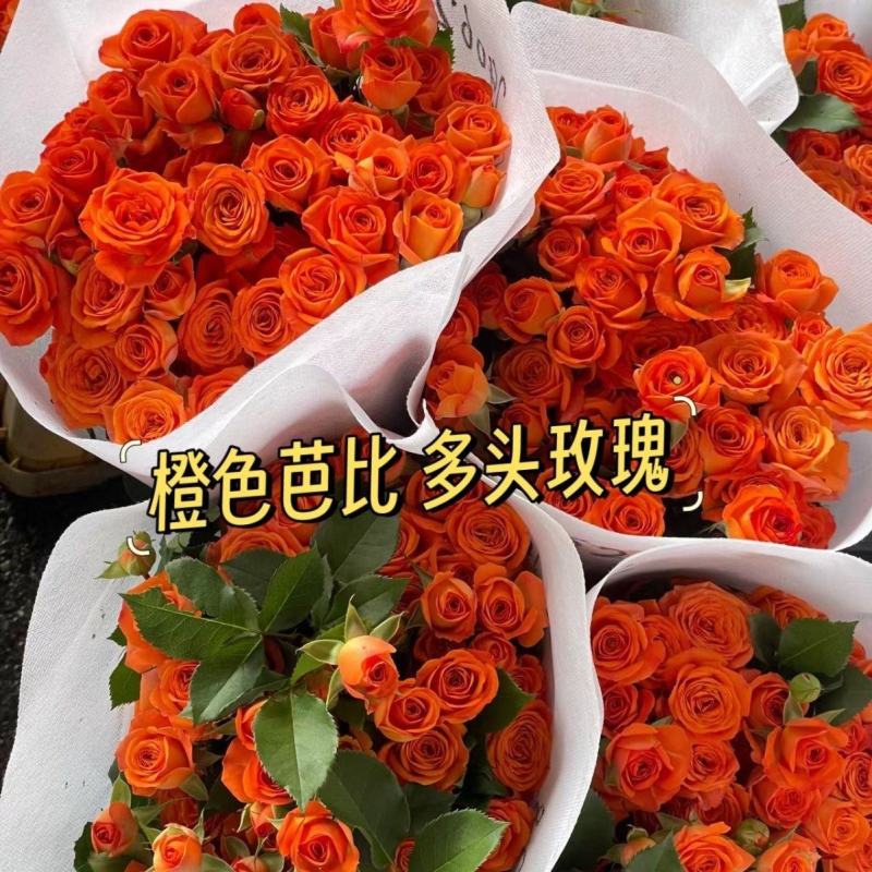 多头玫瑰橙色芭比鲜花水养新鲜采摘发货云南鲜花礼物基地直发