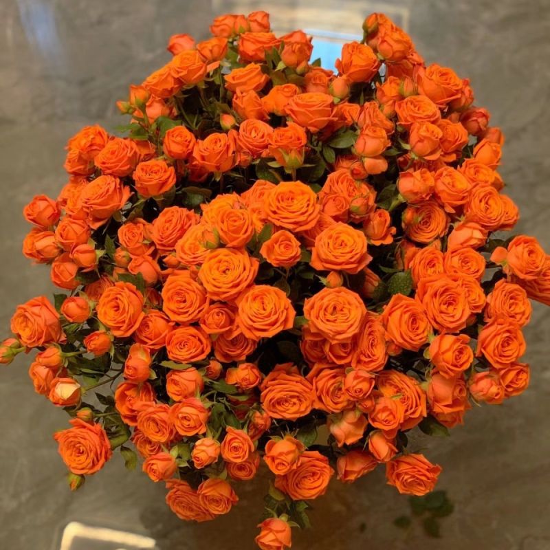 多头玫瑰橙色芭比鲜花水养新鲜采摘发货云南鲜花礼物基地直发