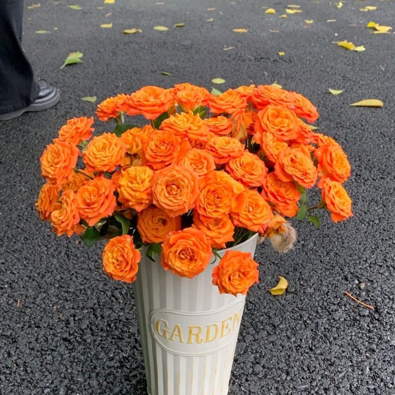 多头玫瑰橙色芭比鲜花水养新鲜采摘发货云南鲜花礼物基地直发