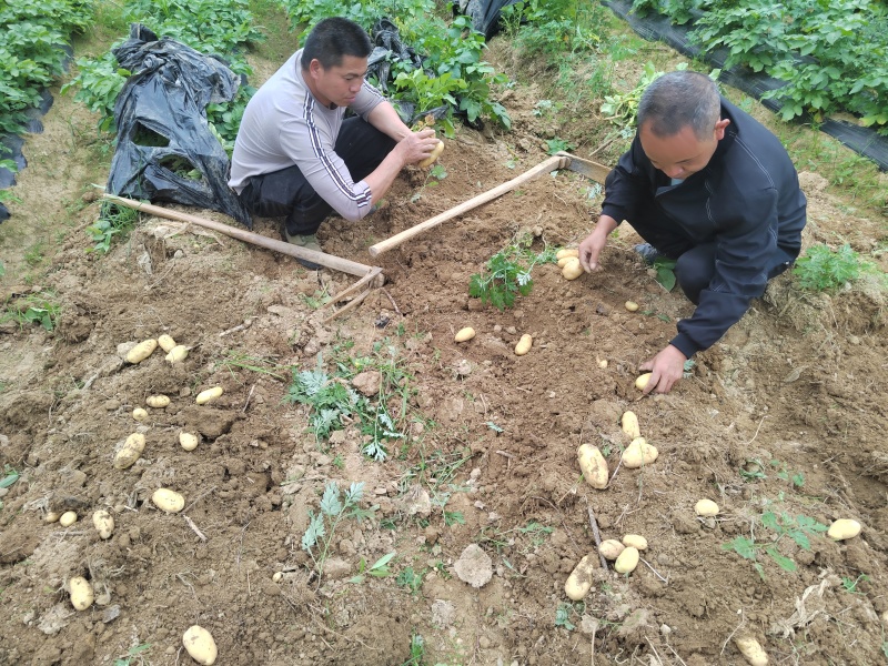 贵州黄心土豆产地一手货源，规格齐全，对接电商市场批发商