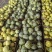 【精品】河南绿宝甜瓜,脆甜,大量上市现摘现发,可对接全国