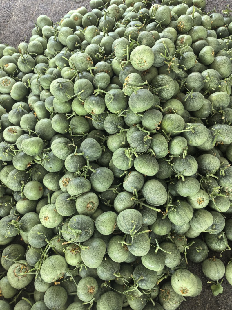 【精品】河南绿宝甜瓜，脆甜，大量上市现摘现发，可对接全国