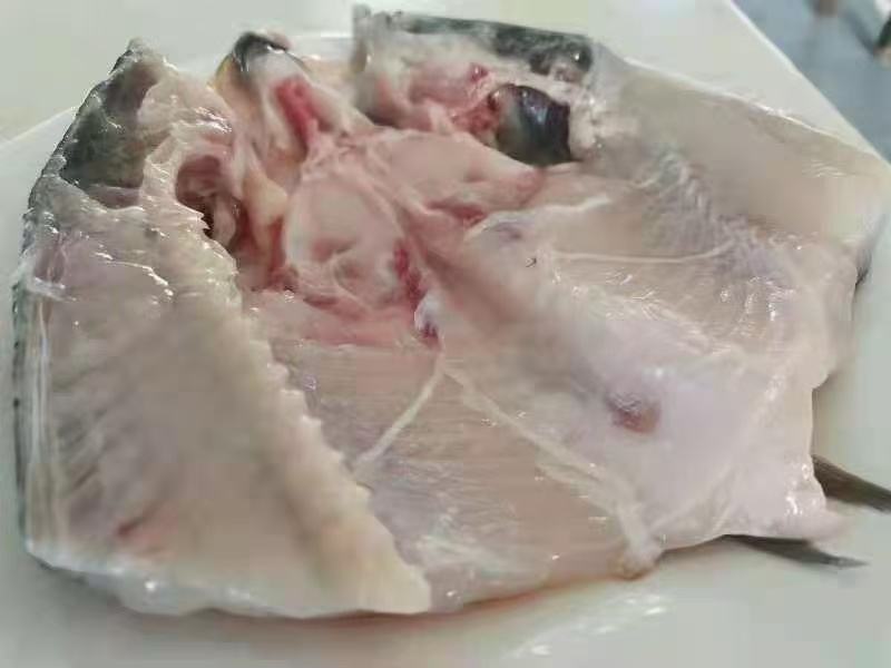 辽宁碧流河水库鲢鱼头大量供货对接全国市场商超社区团购
