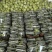 【热卖店】博洋9号甜瓜,脆甜可口,大量现货,电商市场可发
