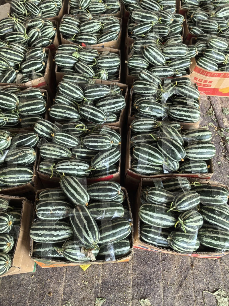 【热卖店】博洋9号甜瓜，脆甜可口，大量现货，电商市场可发