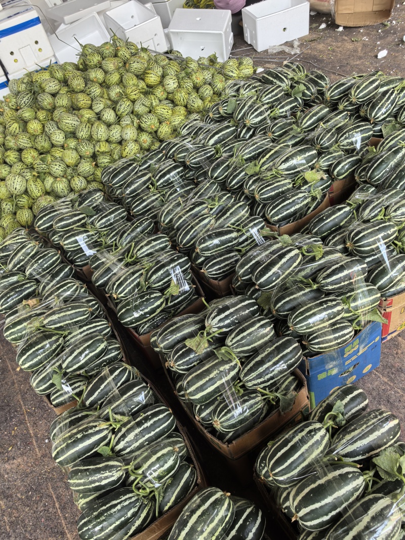 【热卖店】博洋9号甜瓜，脆甜可口，大量现货，电商市场可发