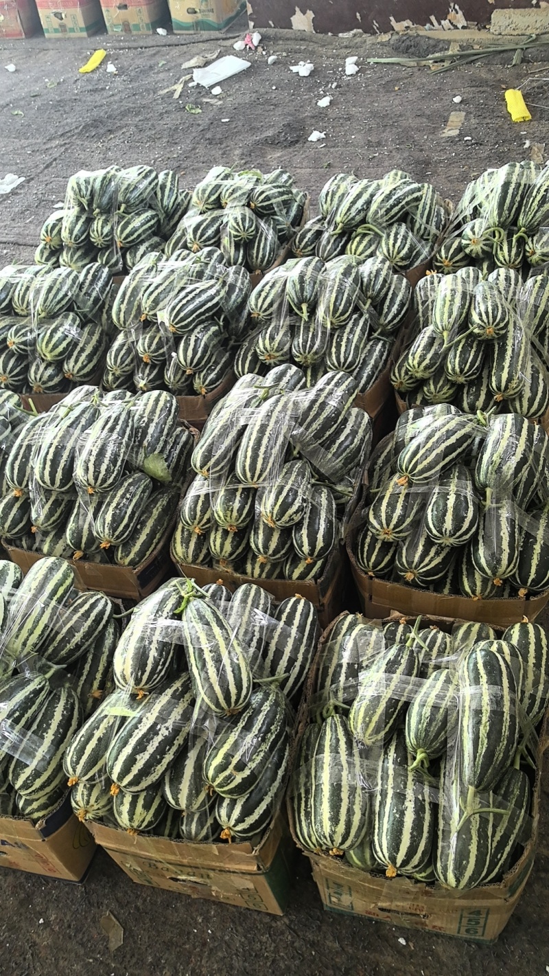 【热卖店】博洋9号甜瓜，脆甜可口，大量现货，电商市场可发