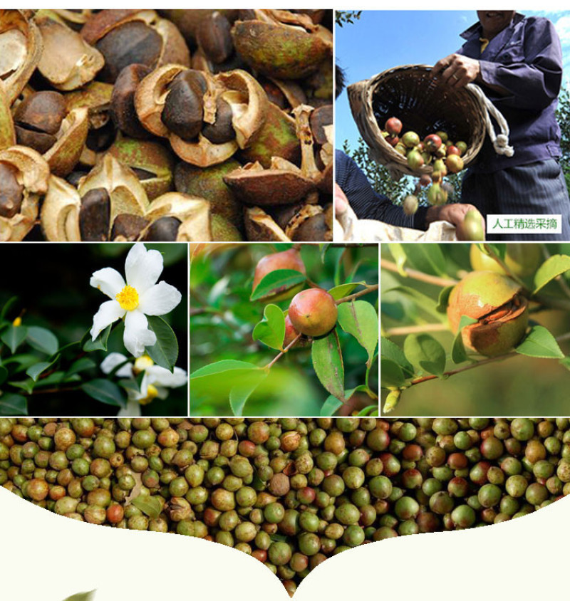 土茶油压榨冷榨茶籽油山茶油批发礼品湖南茶油代发山茶籽油食
