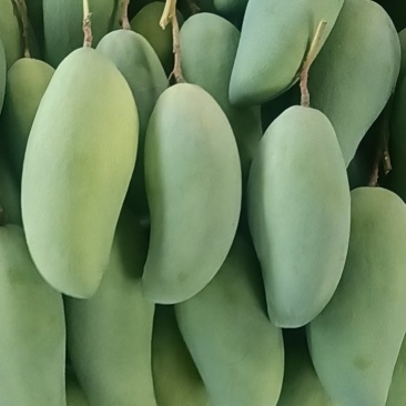 云南保山大青芒