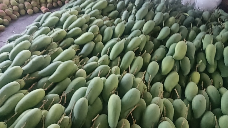 云南保山大青芒