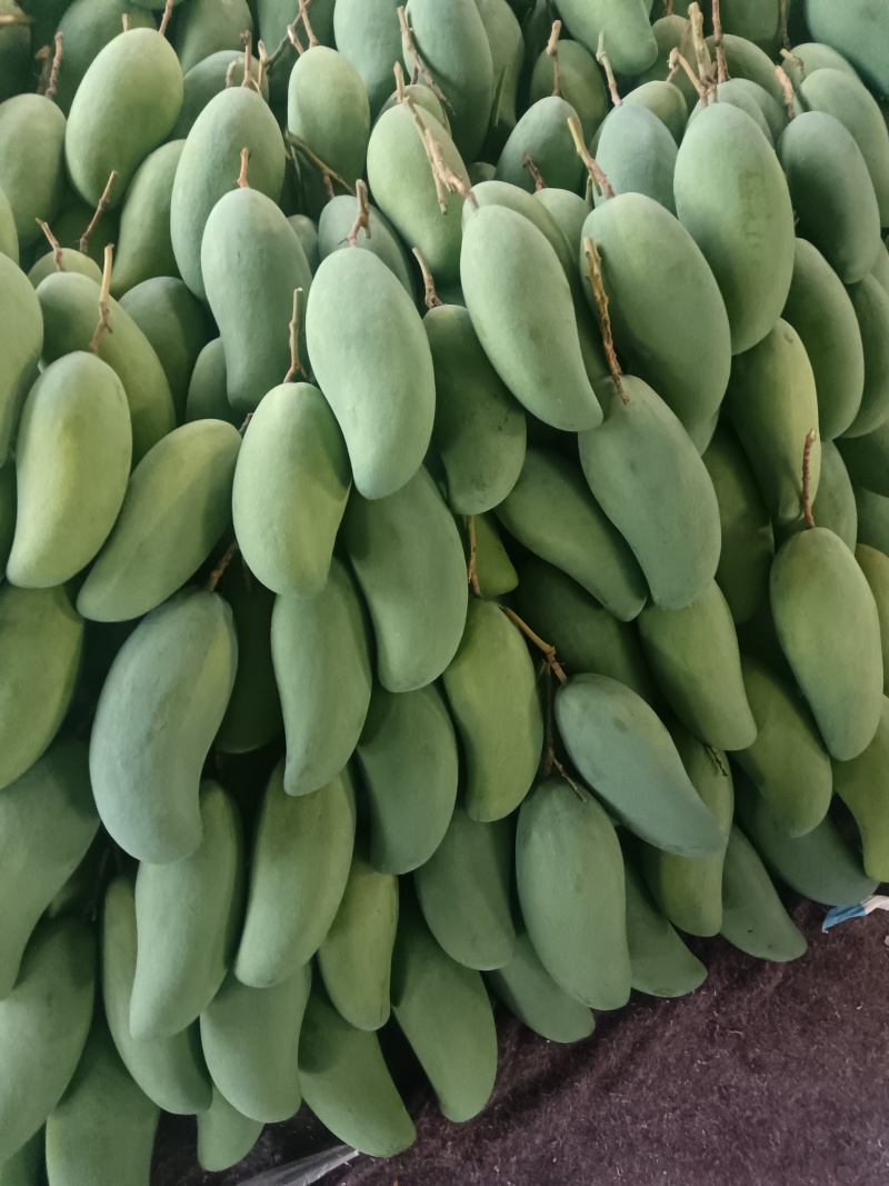 云南保山大青芒