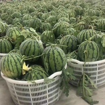 实力《嘉年华5号西瓜》江苏无籽西瓜包熟包甜对接全国一条龙