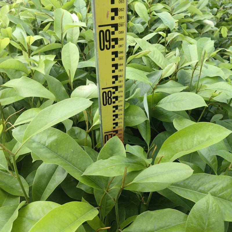 火力楠绿化苗木造林苗火力楠自家苗场价格优惠