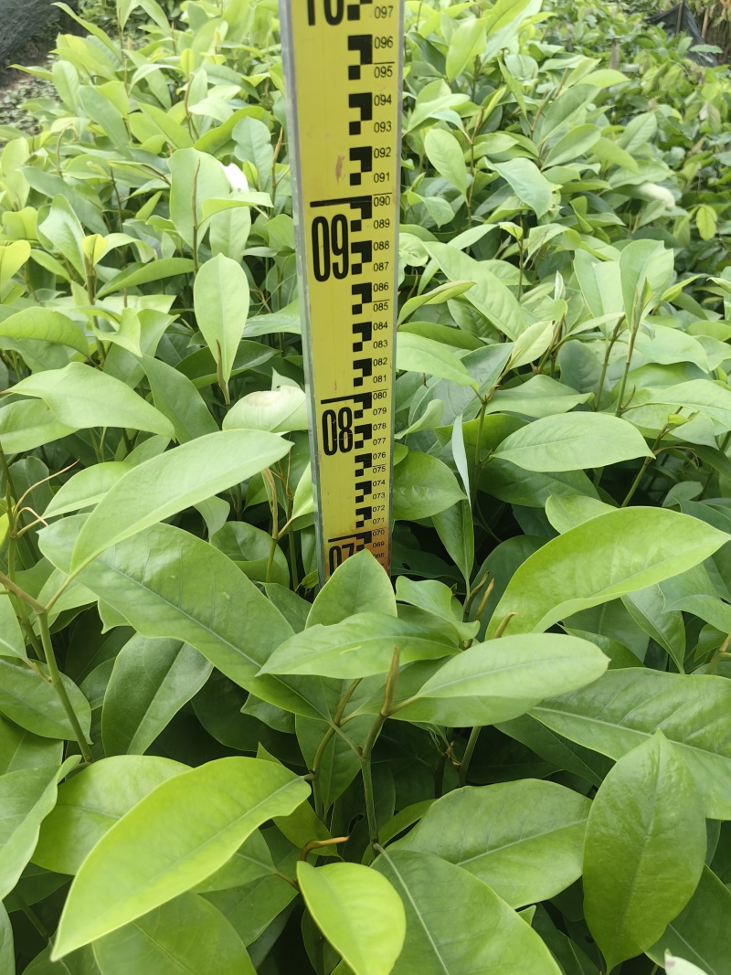 火力楠绿化苗木造林苗火力楠自家苗场价格优惠