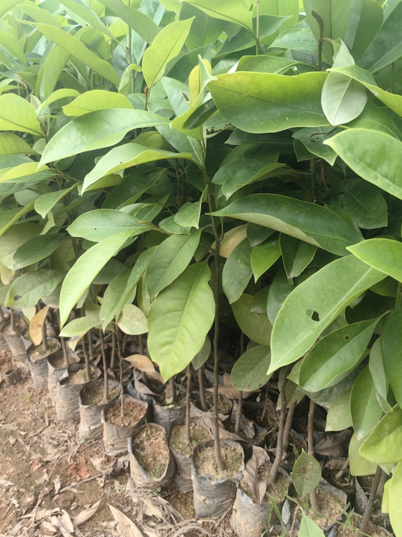 火力楠绿化苗木造林苗火力楠自家苗场价格优惠