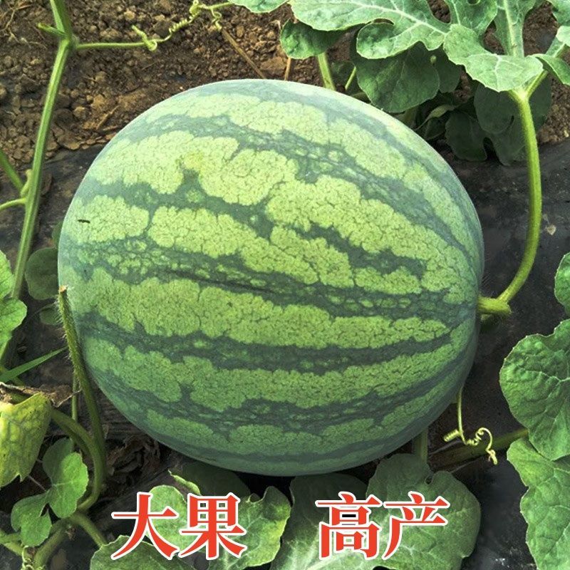 《实力》嘉年华711西瓜江苏无籽西瓜基地直发一手货源