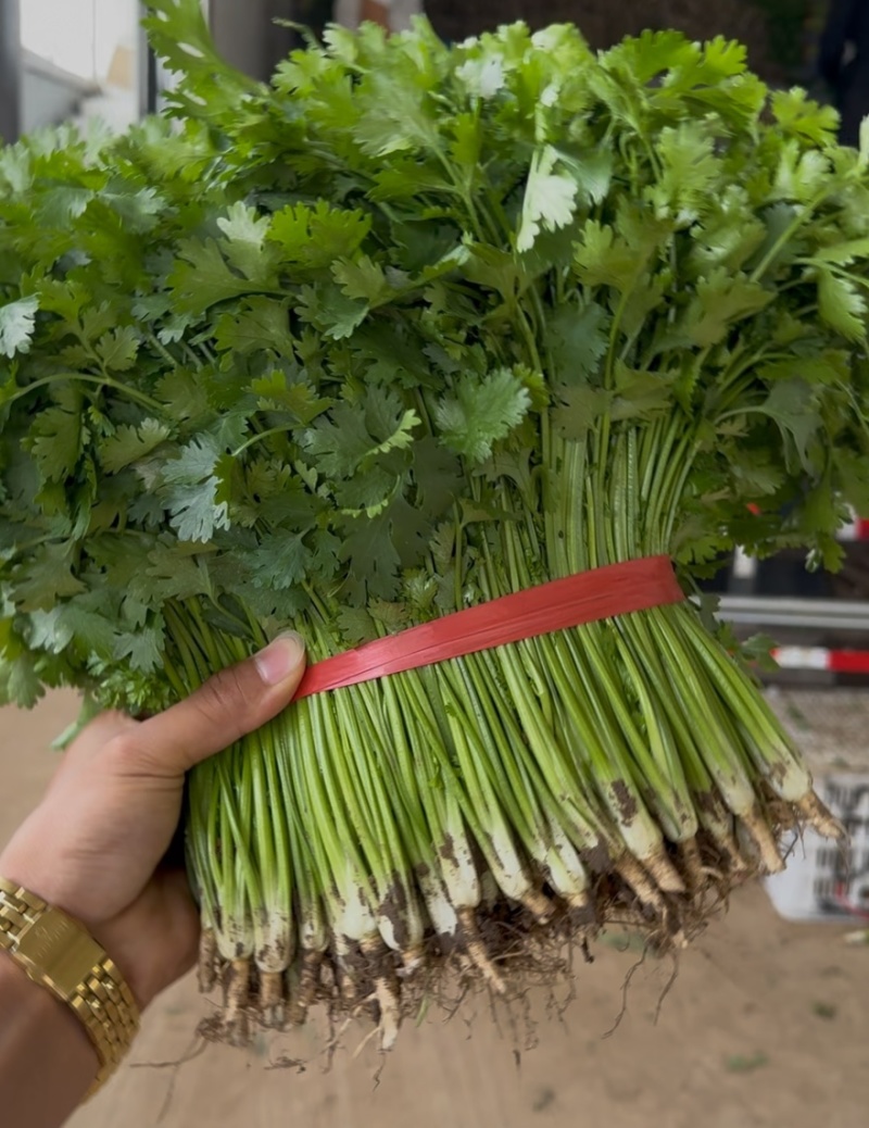 铁杆青小叶香菜大量上市，质量优，全国发货