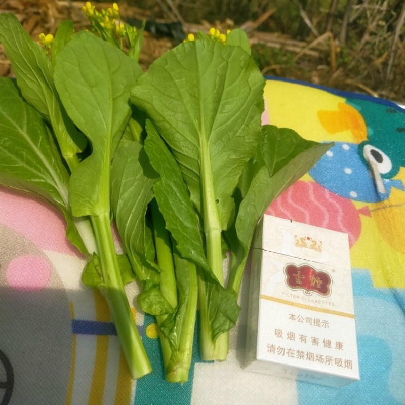 菜苔
