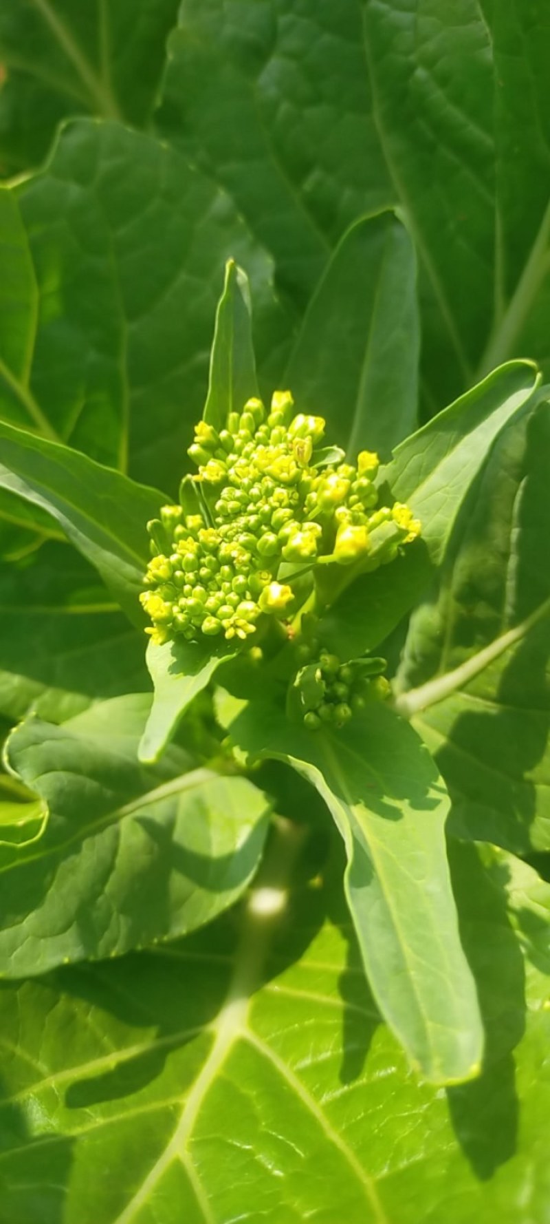 菜苔