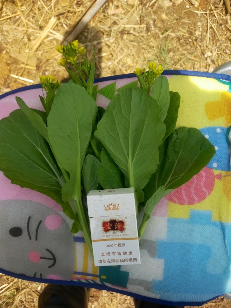 菜苔