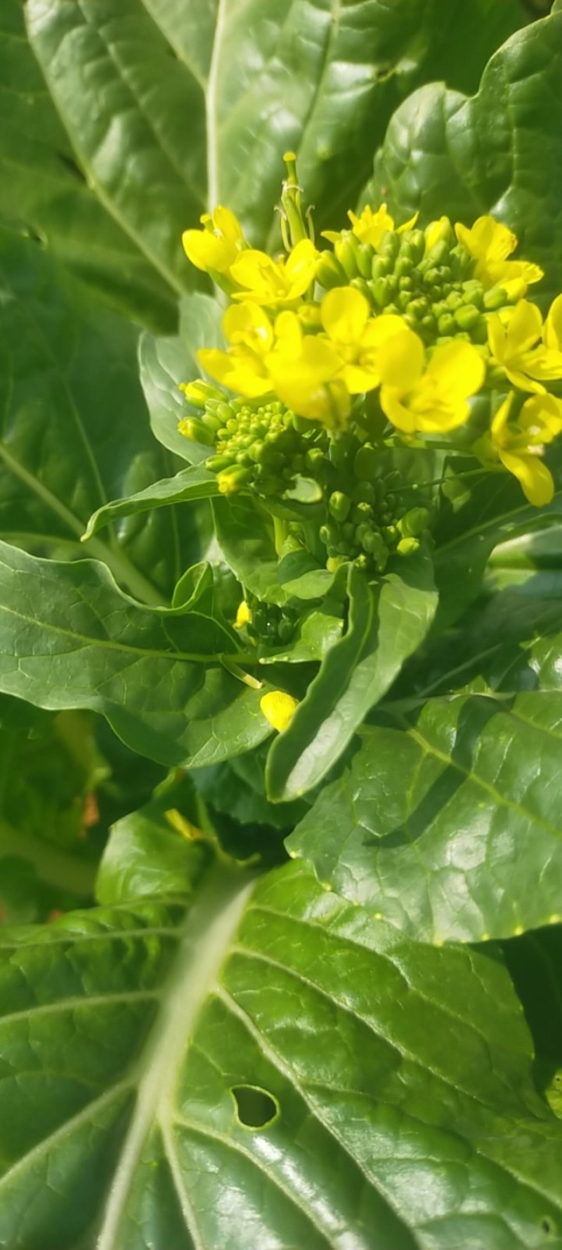 菜苔