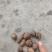 三叶青通货选货都有
