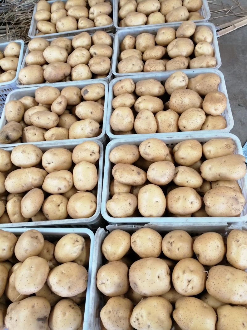 河北昌黎精品土豆大量上市可供超市电商平台欢迎前来采购