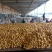 河北昌黎精品土豆大量上市可供超市电商平台欢迎前来采购