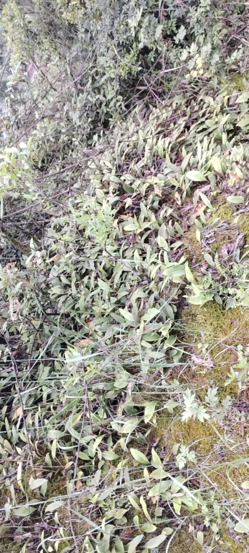石韦