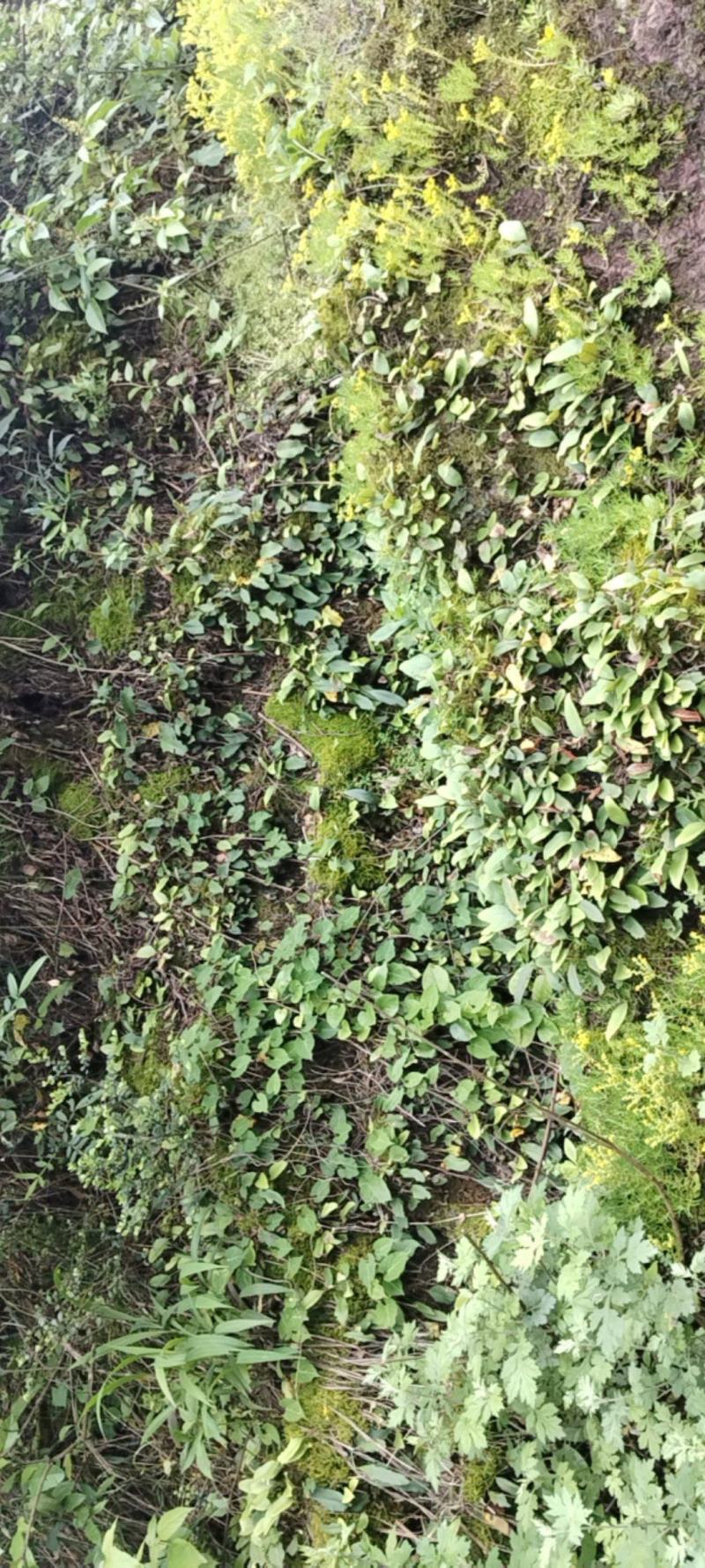石韦