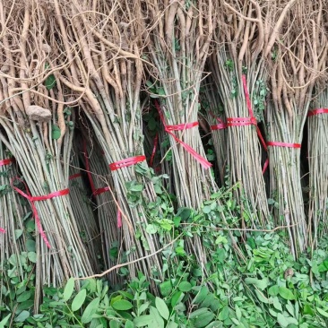 紫穗槐基地种植大量价格低，紫穗槐杯苗处理