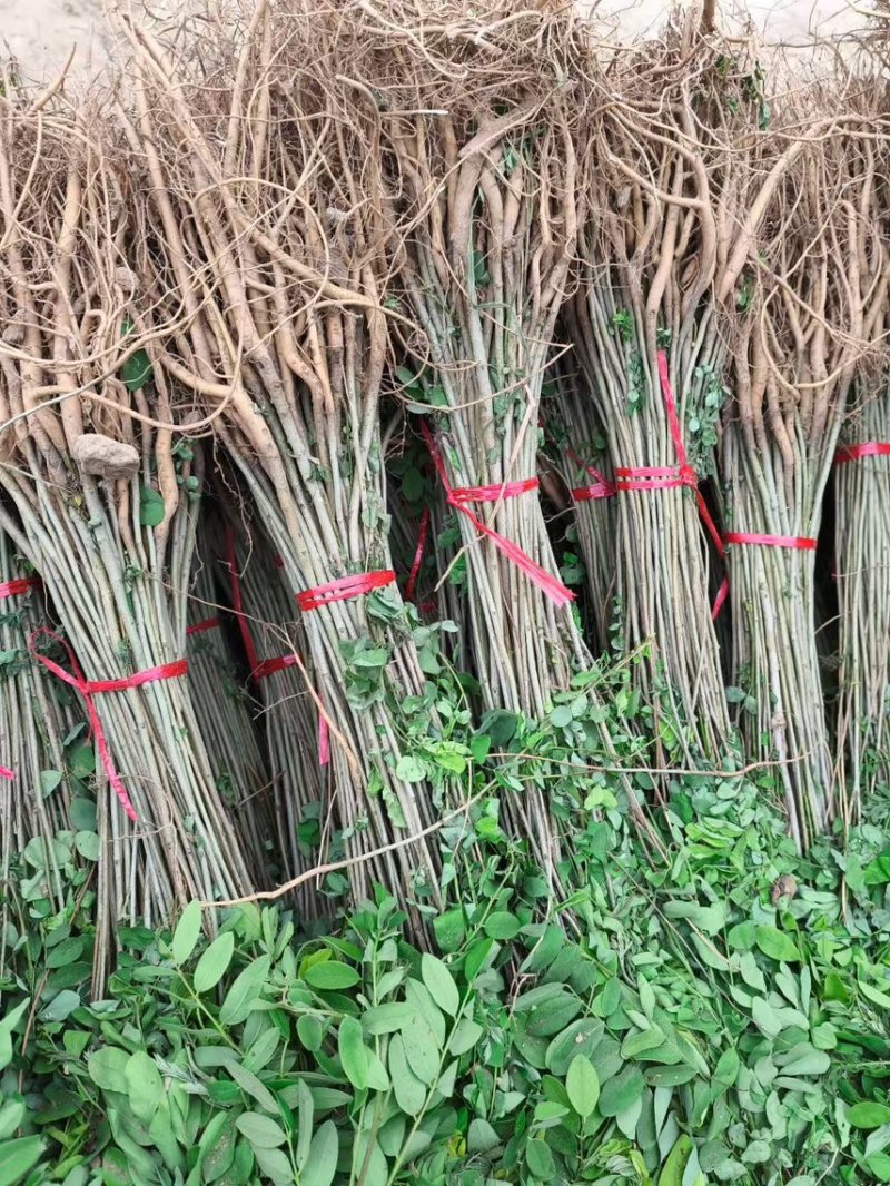 紫穗槐基地种植大量价格低，紫穗槐杯苗处理