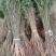 紫穗槐基地种植大量价格低，紫穗槐杯苗处理